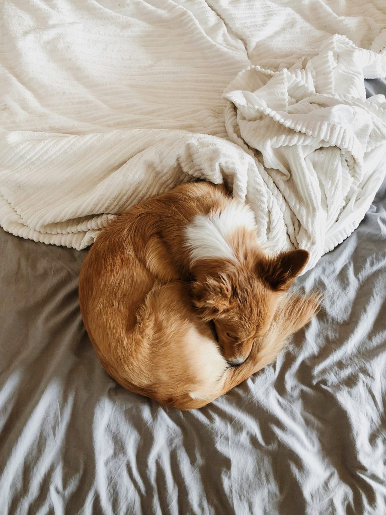 Decoding Your Dogs Sleep: What Different Sleeping Positions Mean