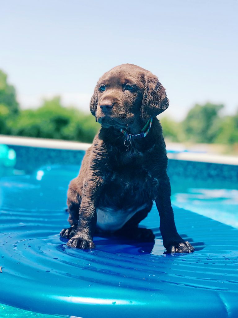 Fun and Fitness: Engaging Outdoor Activities for a Happy Dog