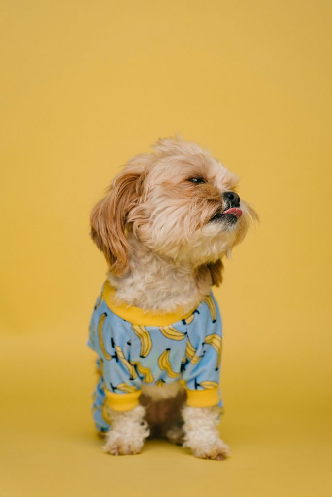 Maximizing Canine Wellness: The Power of Dog Vitamins