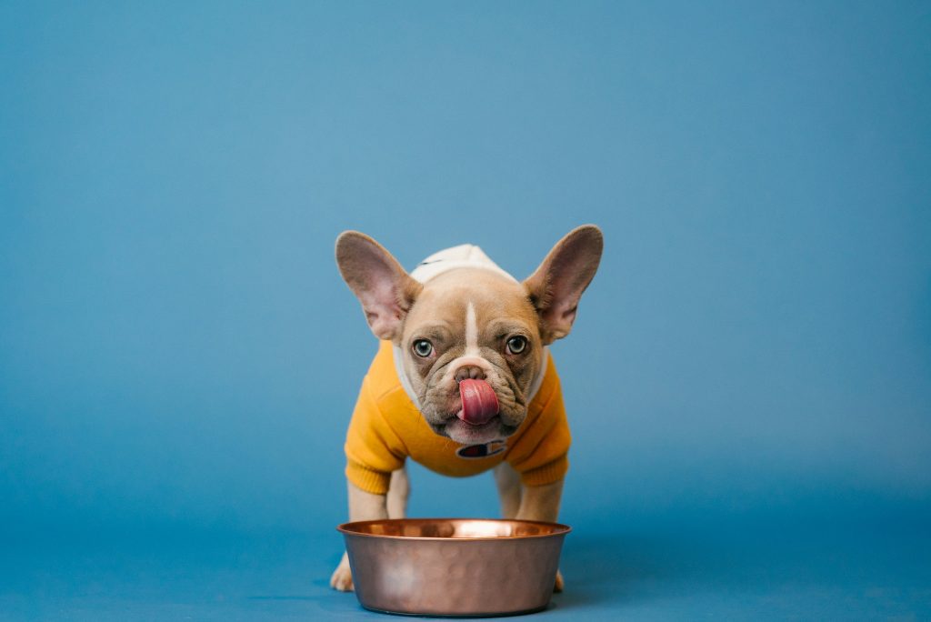 Maximizing Canine Wellness: The Power of Dog Vitamins