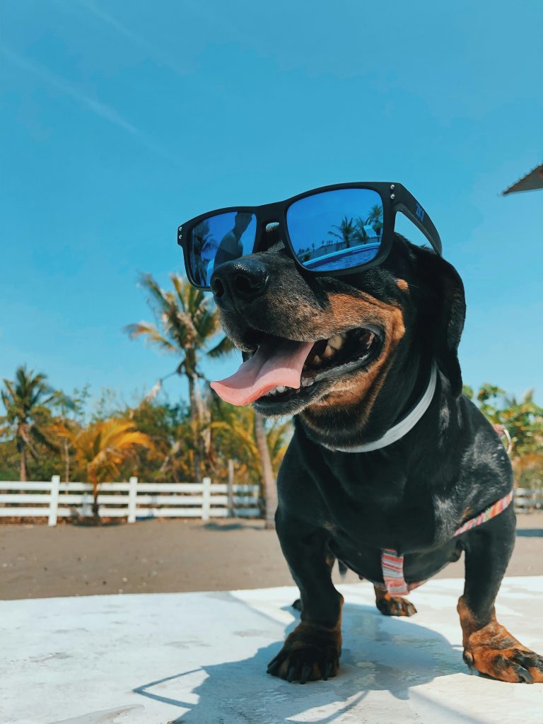 Fun and Fitness: Engaging Outdoor Activities for a Happy Dog