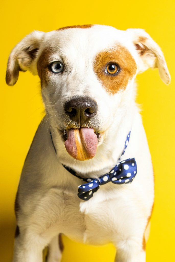 Maximizing Canine Wellness: The Power of Dog Vitamins