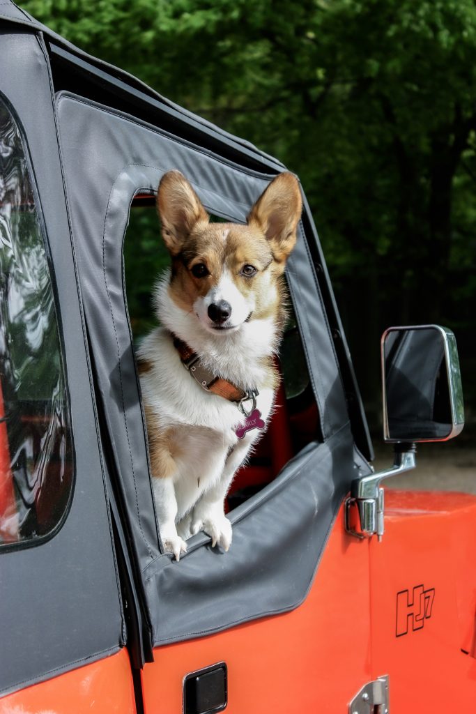 Fun and Fitness: Engaging Outdoor Activities for a Happy Dog