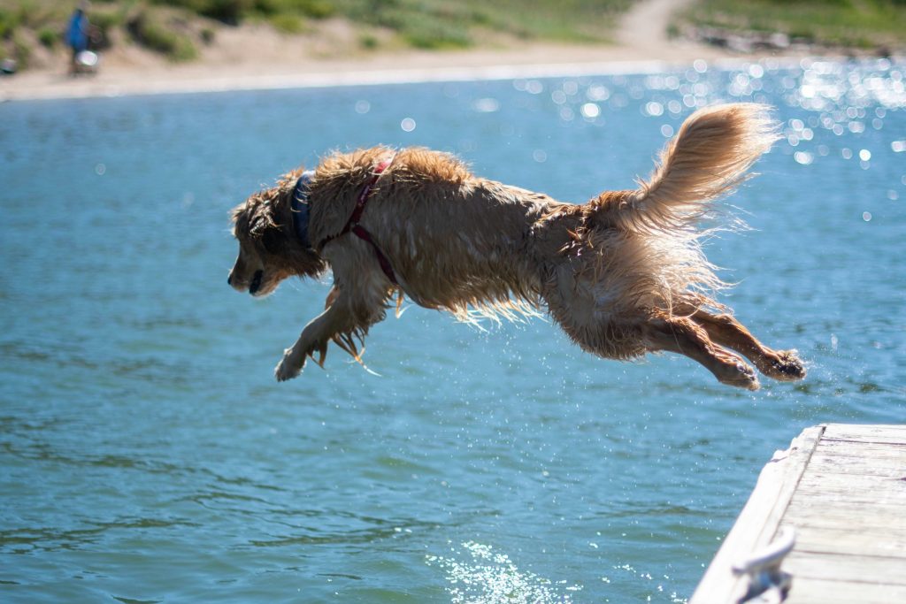Fun and Fitness: Engaging Outdoor Activities for a Happy Dog
