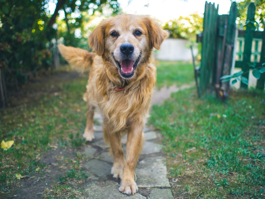 Factors Affecting the Longevity of Dog Breeds: Insights into Understanding Canine Lifespan