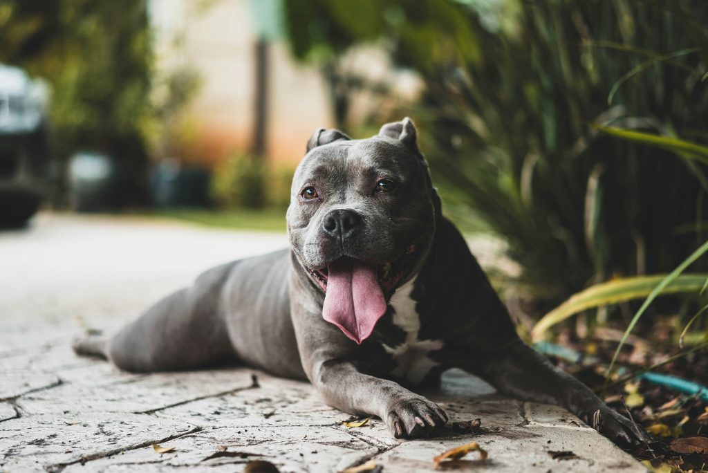 Keeping Pets Cool: A Guide to Preventing Heat-Related Injuries