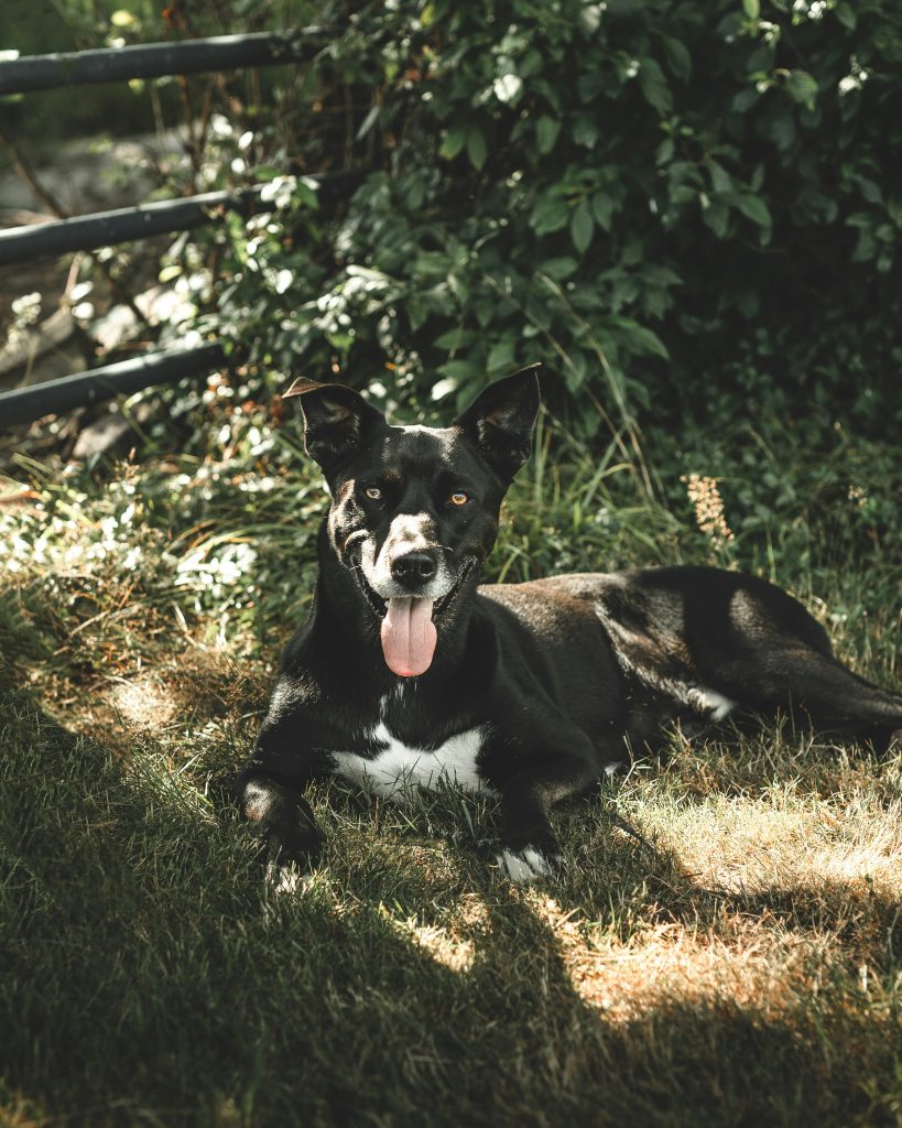 Preventing Heat Stroke in Dogs: Recognizing Early Warning Signs