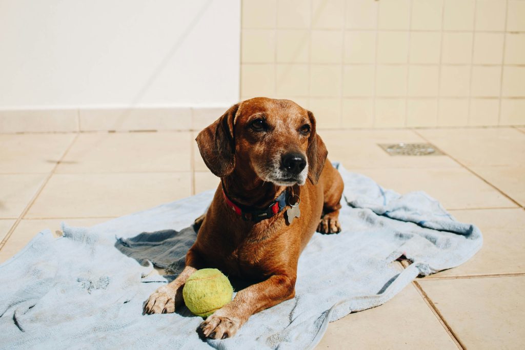 Factors Affecting the Longevity of Dog Breeds: Insights into Understanding Canine Lifespan