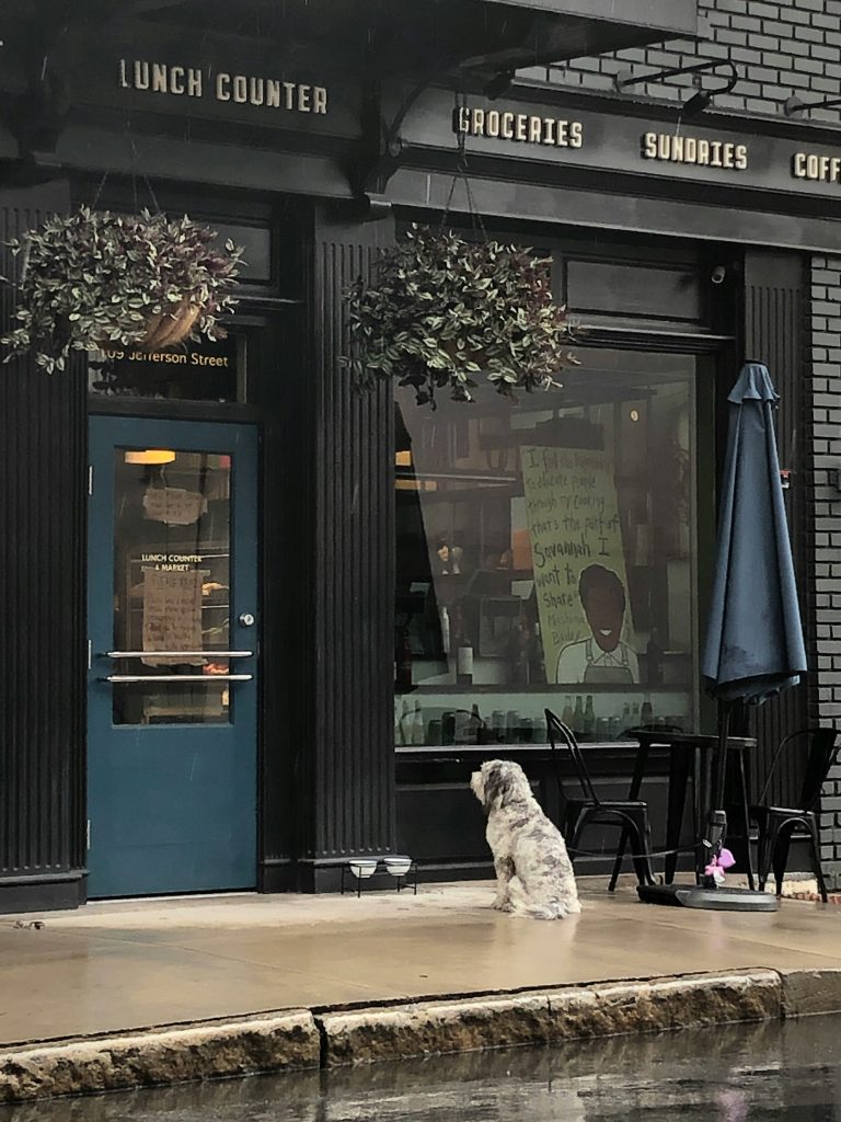 Dining with Fido: A Guide to Dog-Friendly Restaurants in Saratoga Springs