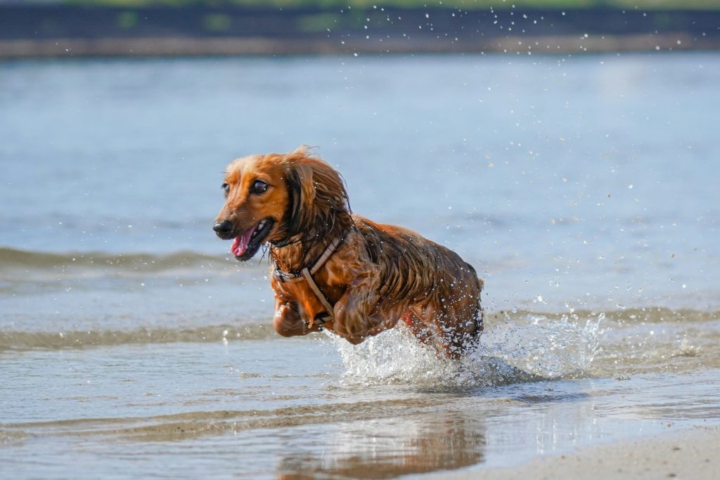 Preventing Heat Stroke in Dogs: Recognizing Early Warning Signs