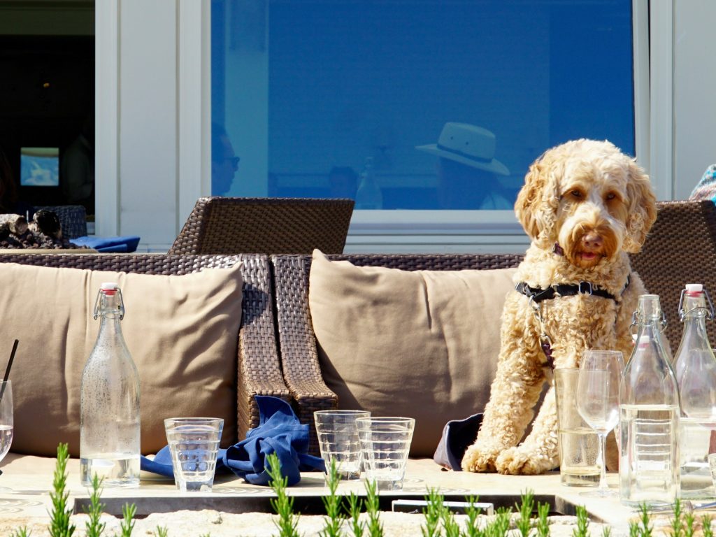 Dining with Fido: A Guide to Dog-Friendly Restaurants in Saratoga Springs