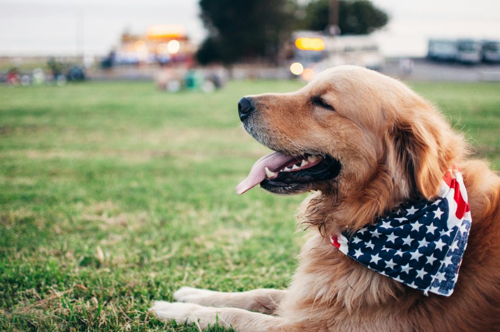 Keeping Pets Safe: A Guide to Managing Fireworks Anxiety