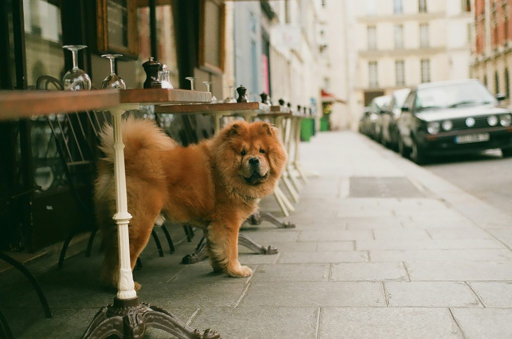 Dining with Fido: A Guide to Dog-Friendly Restaurants in Saratoga Springs