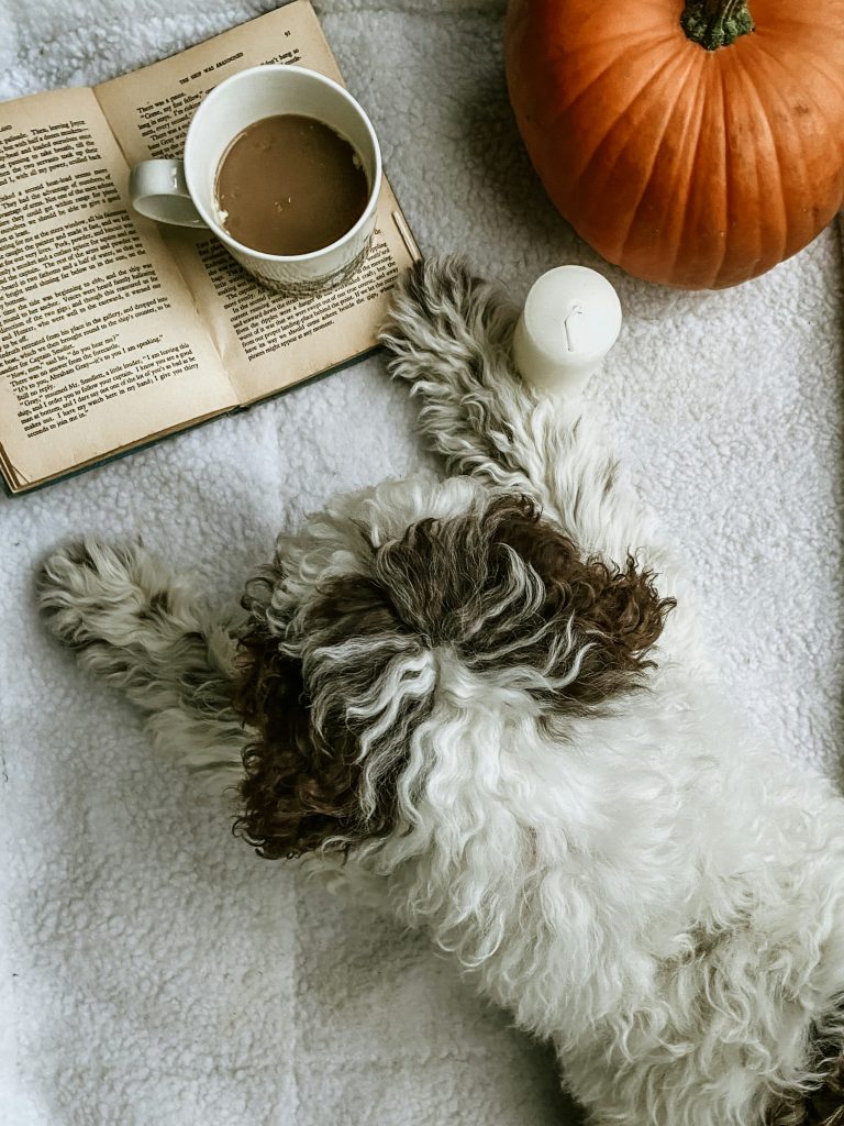 Transform Your Dogs Mealtime: Discover the Surprising Benefits of Hand Feeding