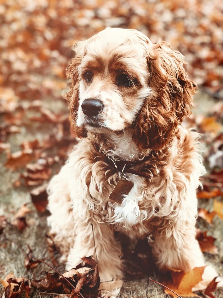 Natural vs. Chemical Tick Prevention: Finding the Best Solution for Your Dog