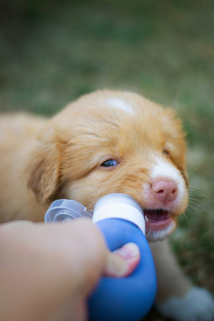 Transform Your Dogs Mealtime: Discover the Surprising Benefits of Hand Feeding