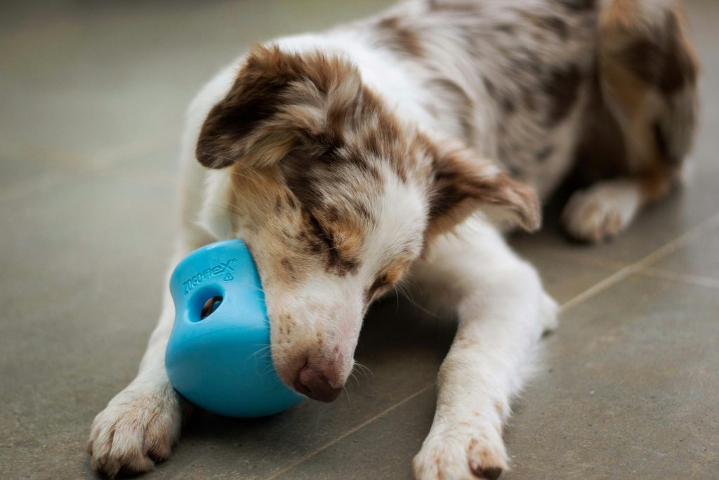 Transform Your Dogs Mealtime: Discover the Surprising Benefits of Hand Feeding