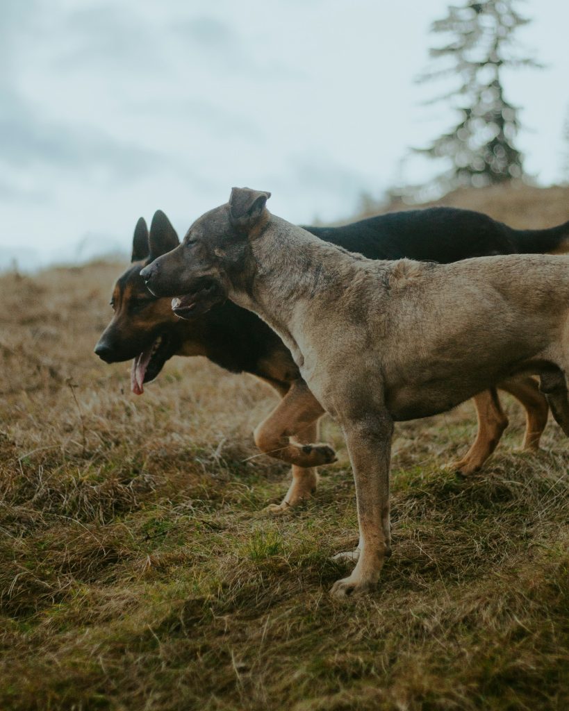 Natural vs. Chemical Tick Prevention: Finding the Best Solution for Your Dog
