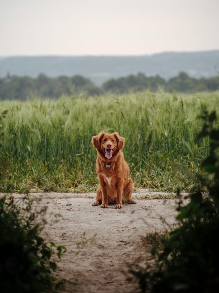Natural vs. Chemical Tick Prevention: Finding the Best Solution for Your Dog