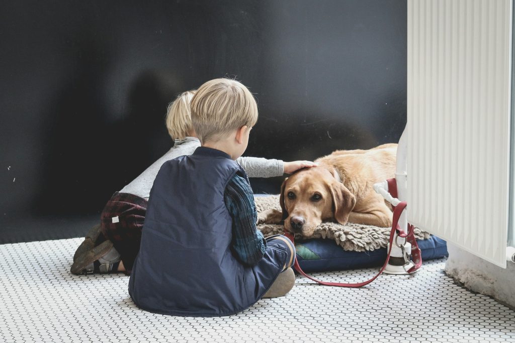 Decoding Dog Body Language: A Safe Guide for Approaching Your Furry Friends