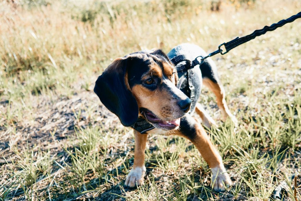 Stay Safe from Ticks: Essential Tips to Prevent Bites and Stay Healthy