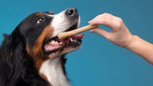 showcasing proper dental care for dogs