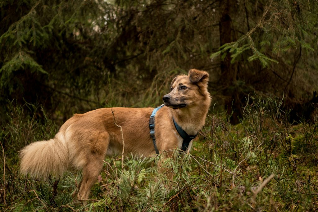 Stay Safe from Ticks: Essential Tips to Prevent Bites and Stay Healthy