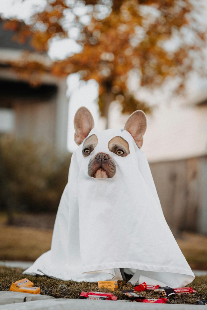 Spooktacular and Safe: Healthy Halloween Treats Your Dog Will Love