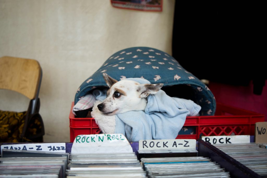 Unleashing Harmony: The Transformative Benefits of Music for Dogs