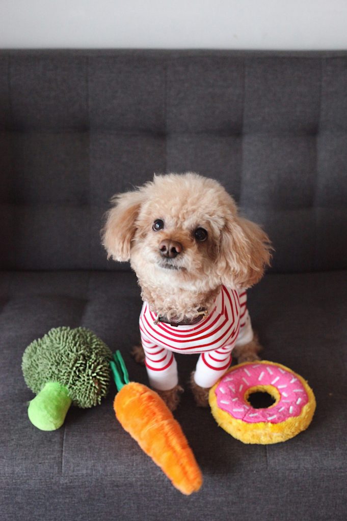 Top-Rated Dog Toys: The Ultimate Guide to Choosing the Best for Your Pup