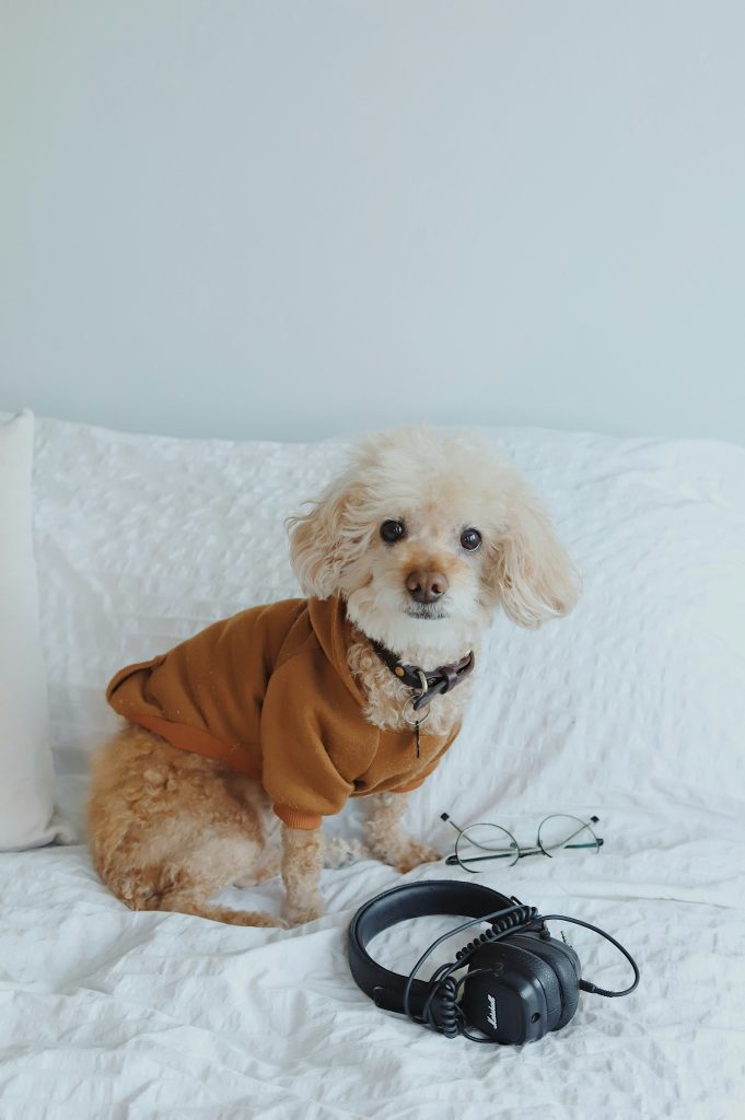 Unleashing Harmony: The Transformative Benefits of Music for Dogs