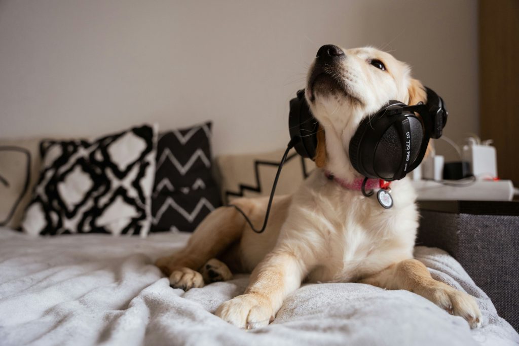 Unleashing Harmony: The Transformative Benefits of Music for Dogs