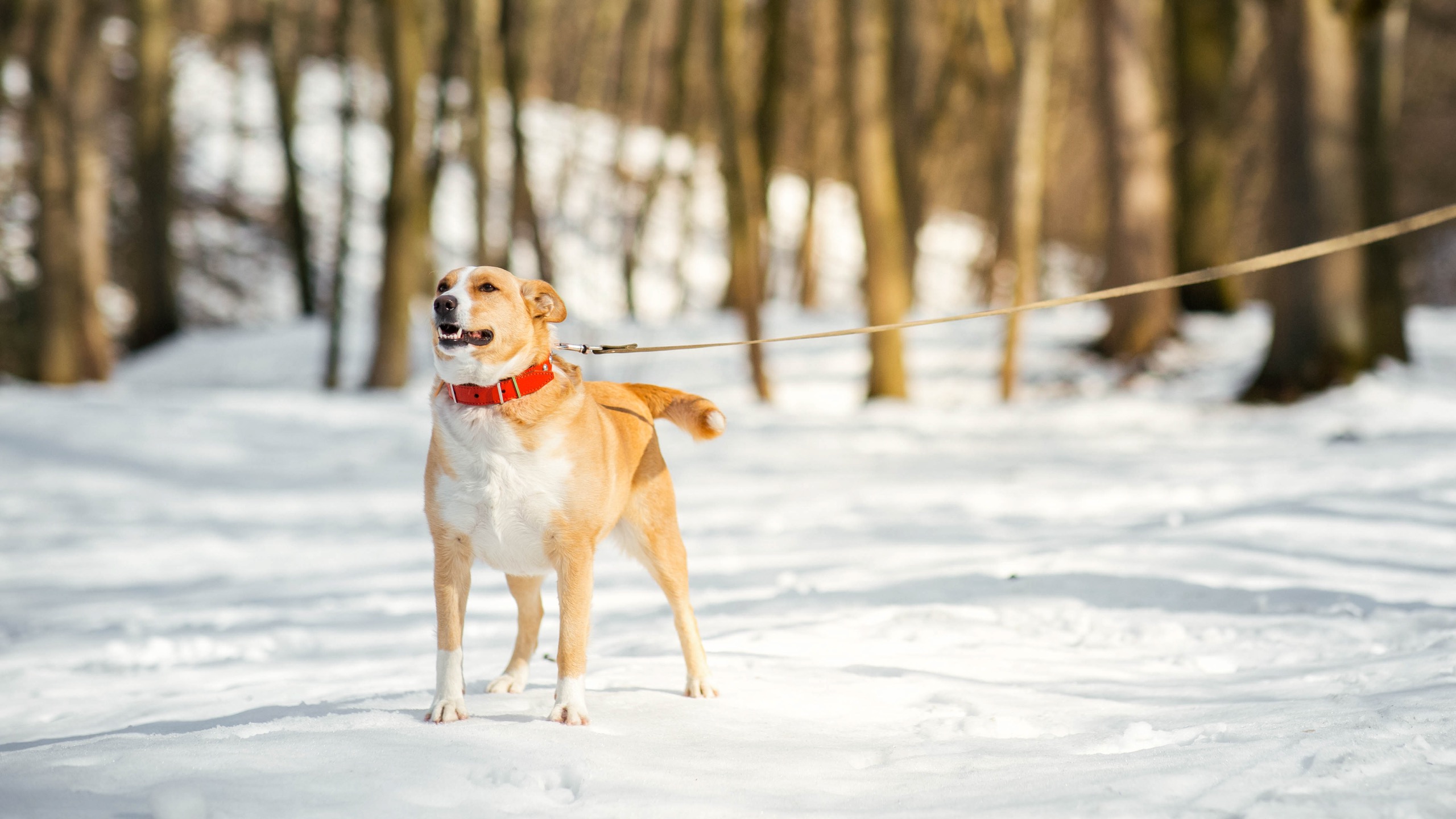 happy dog during winter