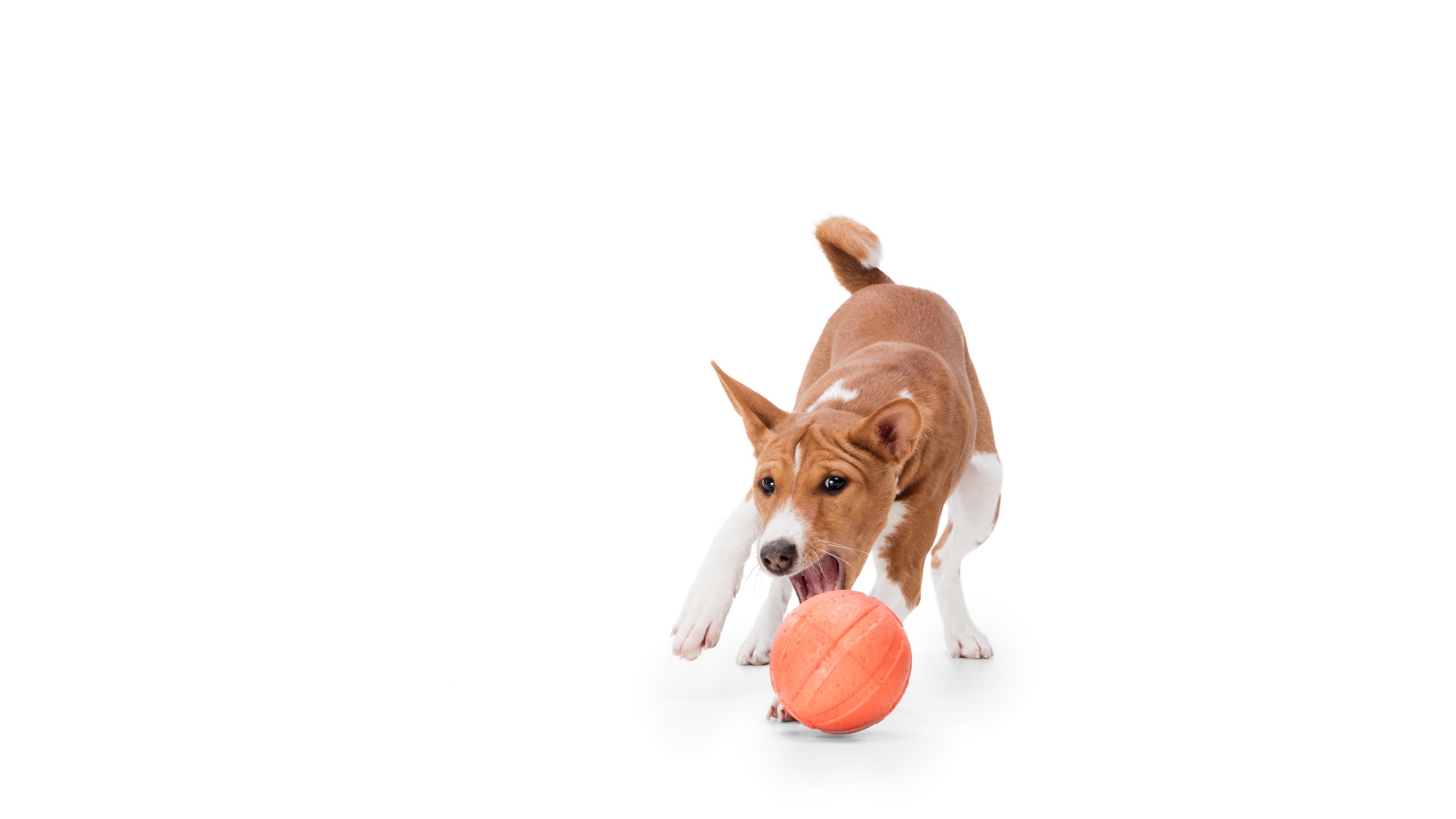 Cleaning Dog Toys, Bowls, and Accessories