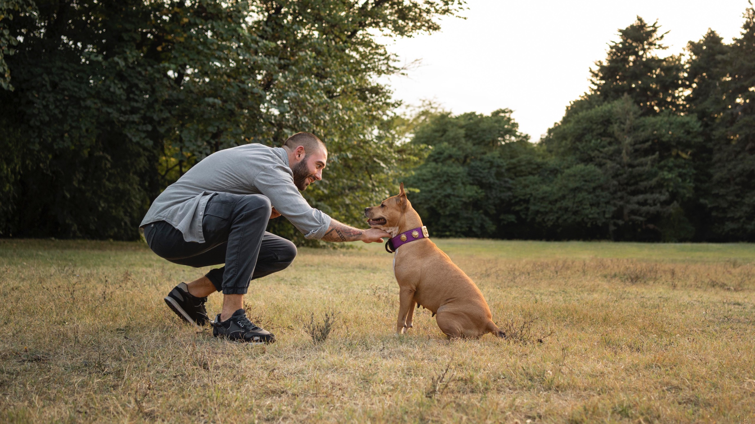 The Importance of Eye Contact in Dog Training