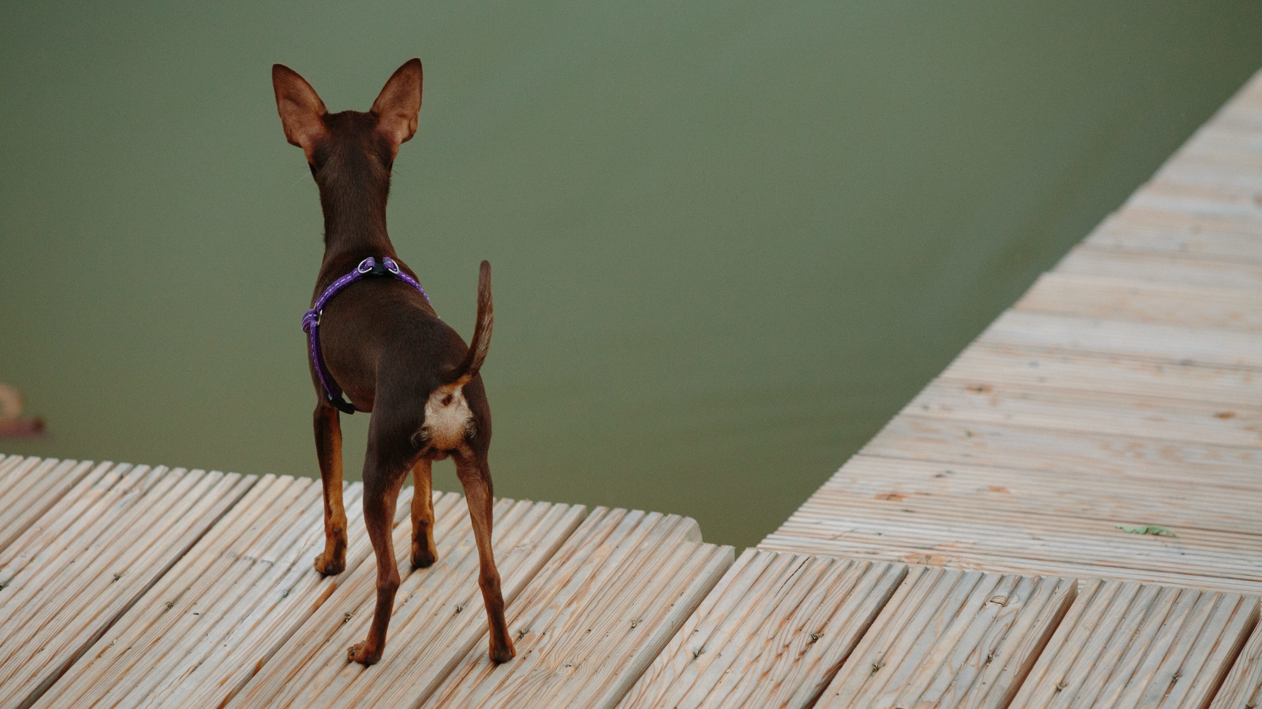  What Your Dog’s Tail Movements Reveal About Their Emotions