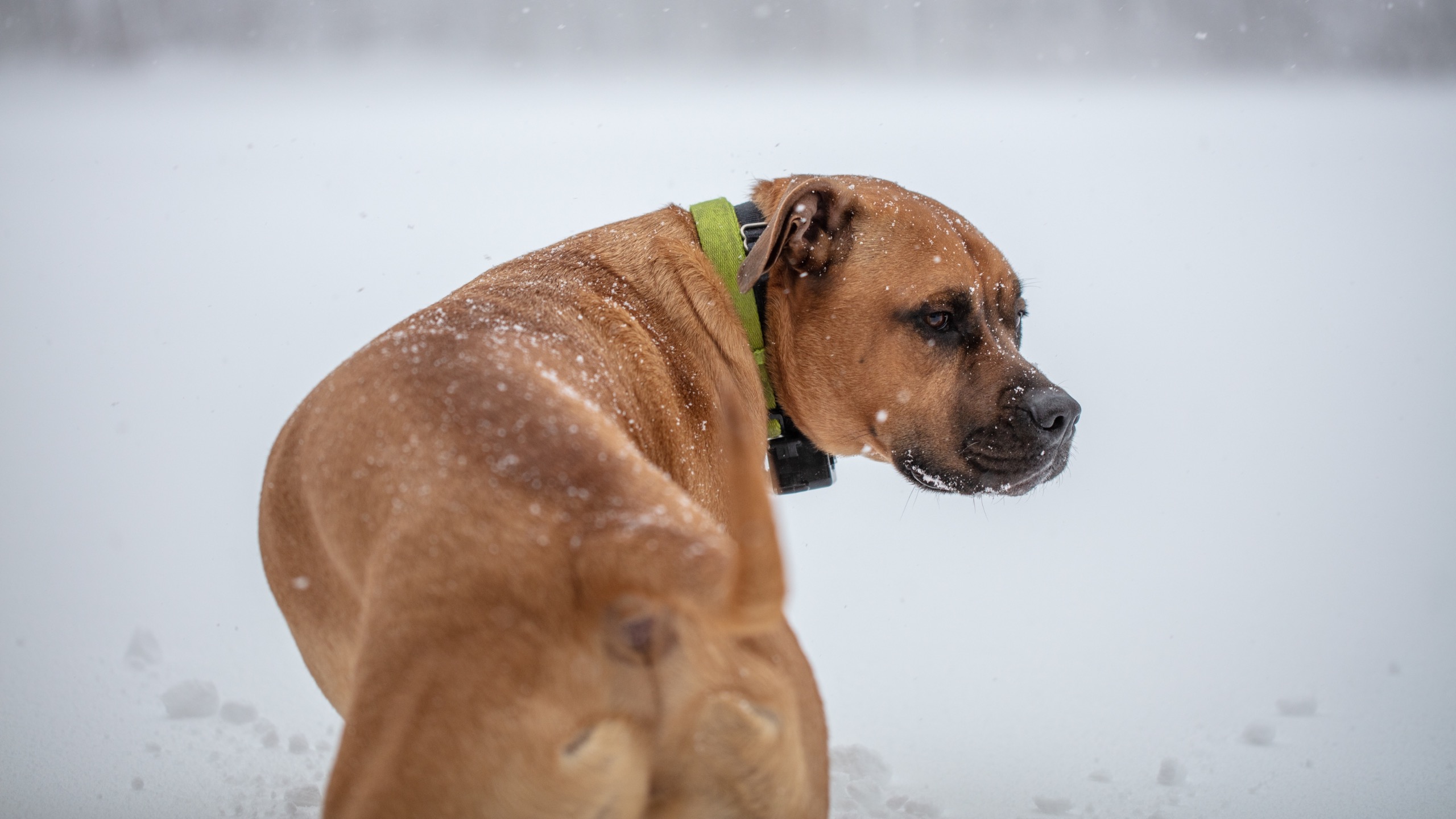 Do Dogs Feel the Cold? Tips for Keeping Them Warm