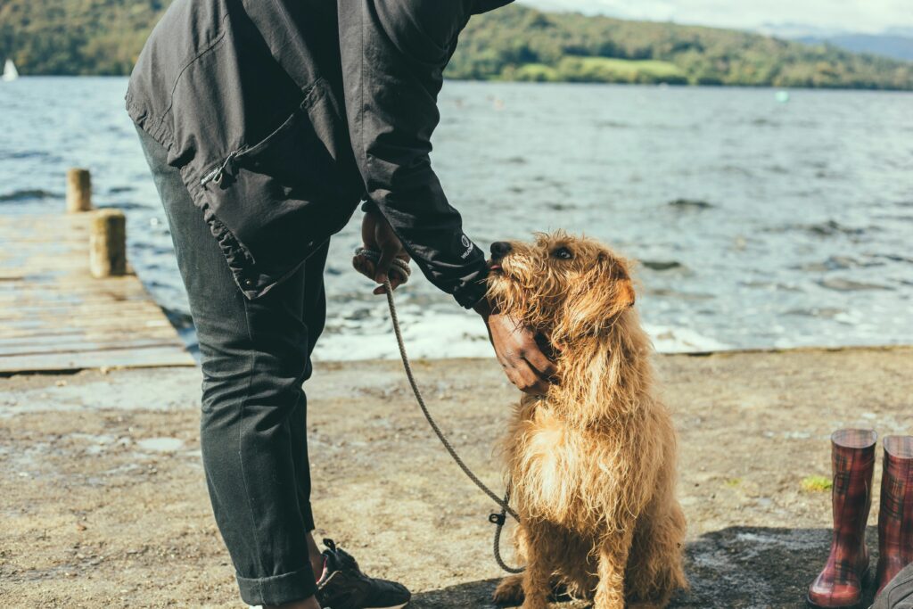 How Daily Walks Provide Mental Stimulation for Your Pup