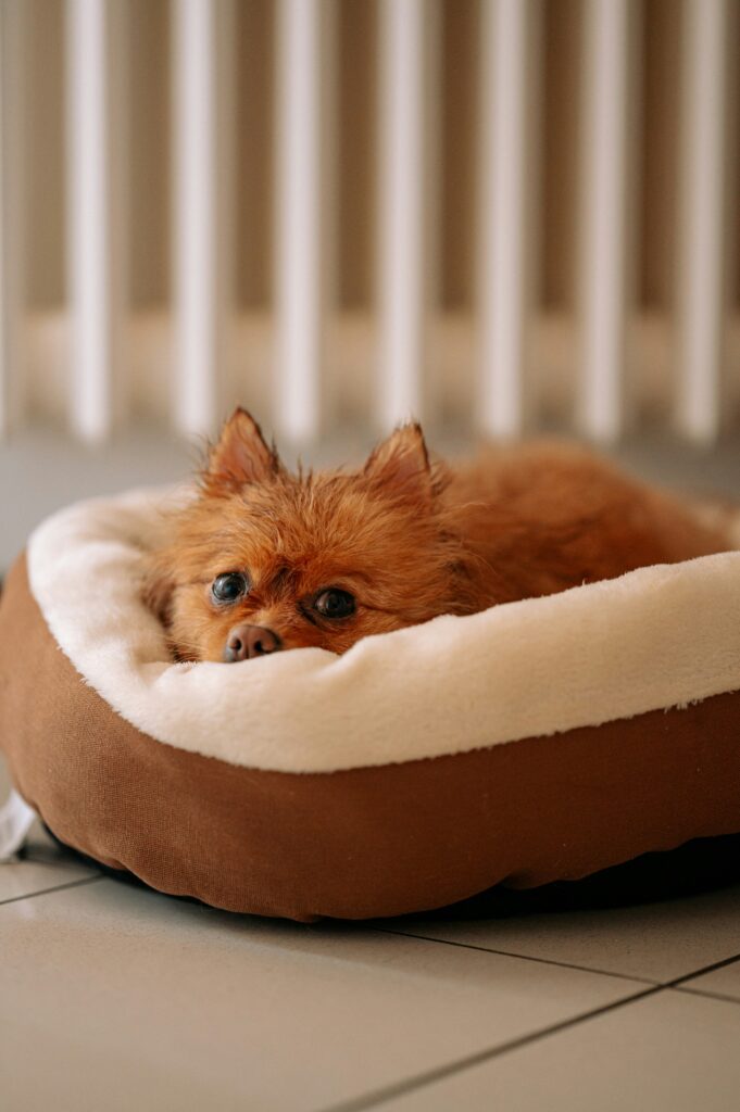 How to Choose the Right Dog Shampoo for Your Pup’s Coat Type