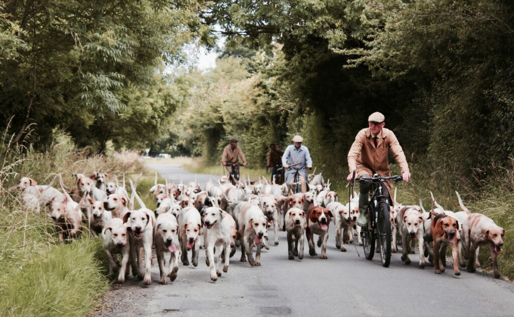 How Daily Walks Provide Mental Stimulation for Your Pup