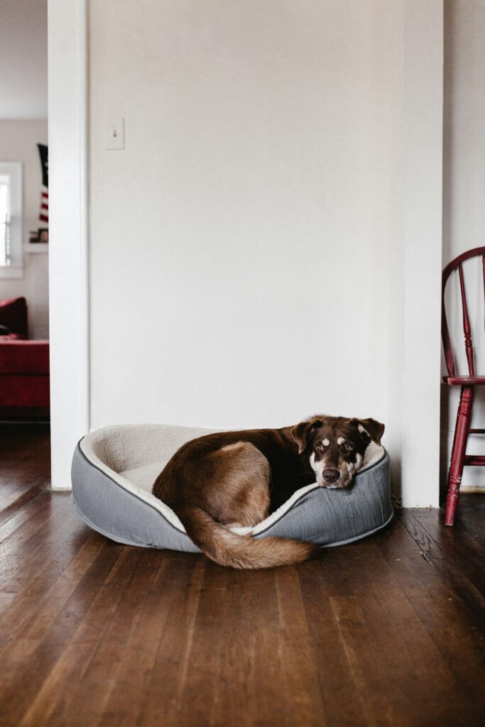 Dog Sleep Positions and What They Reveal About Your Pup