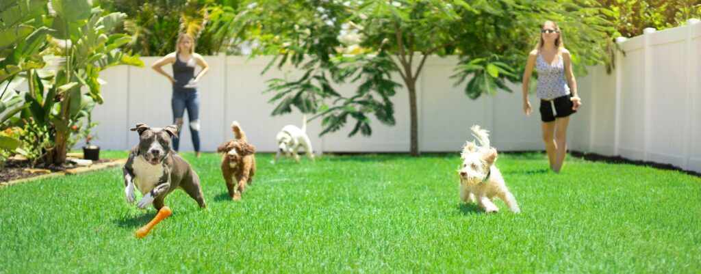 Puppy Socialization: The Key to a Well-Behaved and Happy Dog