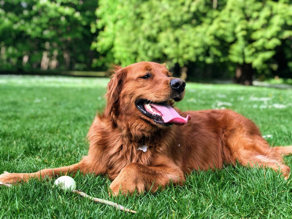A Guide to Some of the Top Dog Parks in Saratoga!