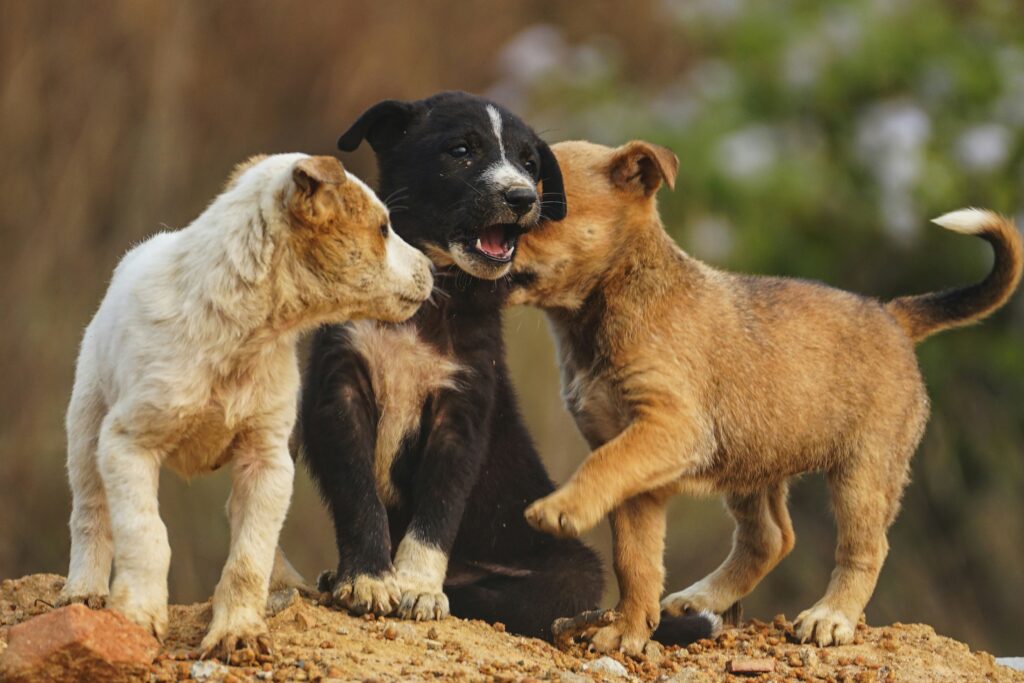 Puppy Socialization: The Key to a Well-Behaved and Happy Dog