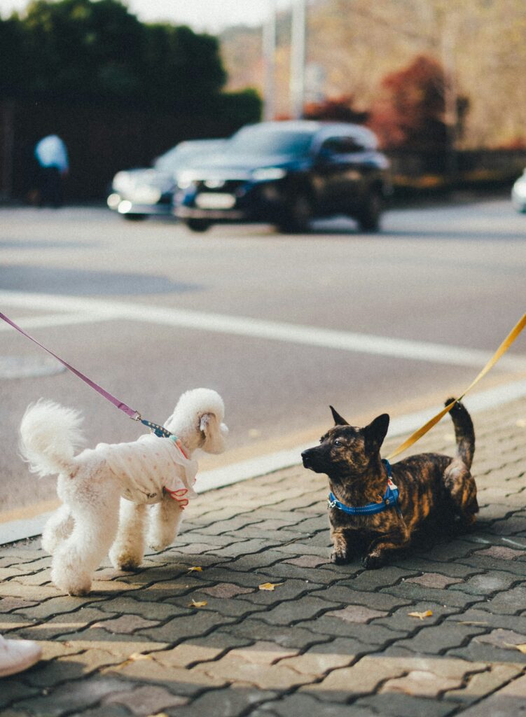 Mastering Dog Walking Etiquette: A Guide for Responsible Pet Owners