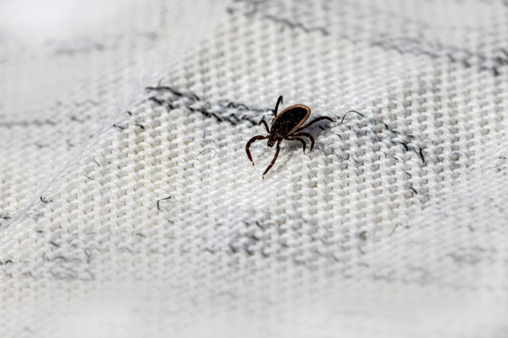 The Dangers of Fleas & Ticks: Why Prevention Matters in Spring
