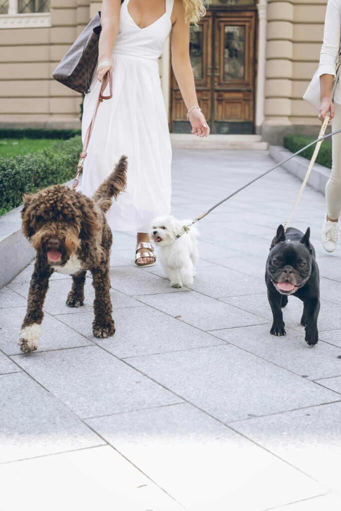 How to Prepare for Your First Pack Walk
