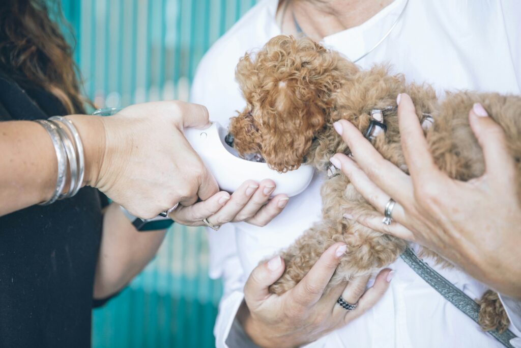How to Handle Cuts, Scrapes, and Wounds in Dogs