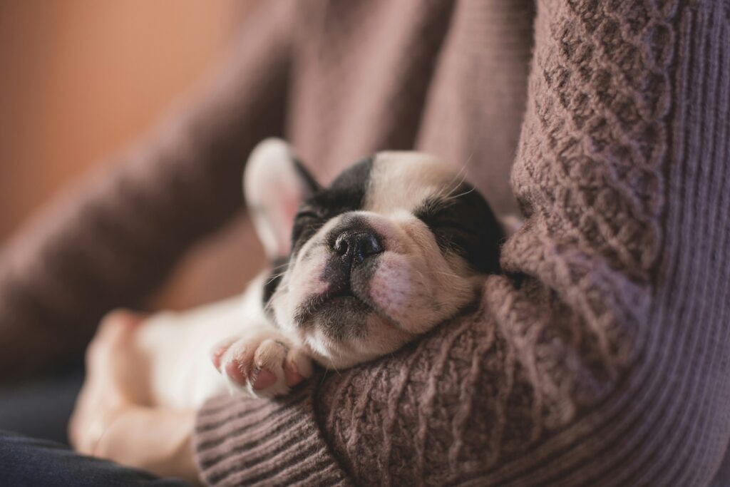 How to Ensure Your Dog Gets Quality Sleep
