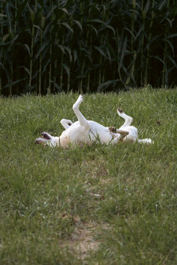 The Mystery of Dogs Rolling in Grass: A Fresh Perspective